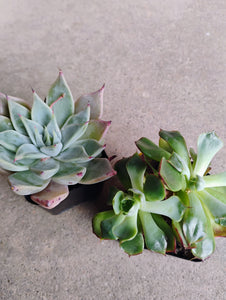 Korean Succulents Collection