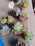 Korean Succulents Collection